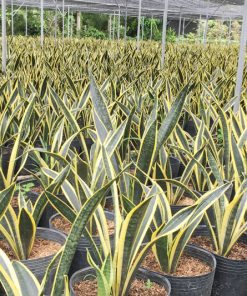 Lưỡi hổ lùn vàng